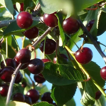 Beautiful Selci Located In Private House With The Private Pool Апартаменты *